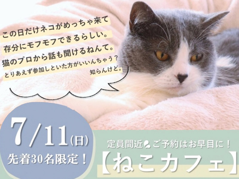 【スペシャル講座】ネコカフェ!