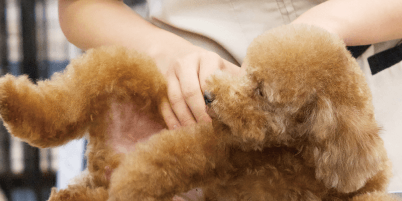 動物福祉・リハビリを学ぼう!