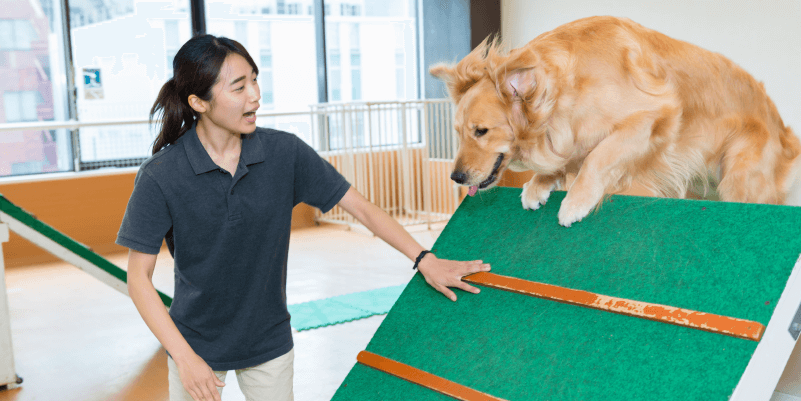 家庭犬しつけトレーナーと訓練士の違いを知ろう