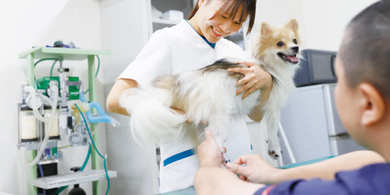 獣医の先生と一緒に!検査業務をしてみよう