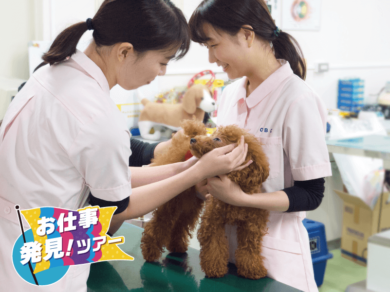【お仕事発見!ツアー】動物看護師のお仕事体験