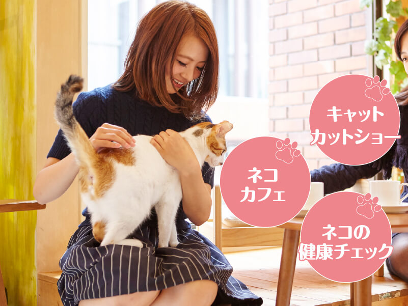 [P78]ネコまみれday