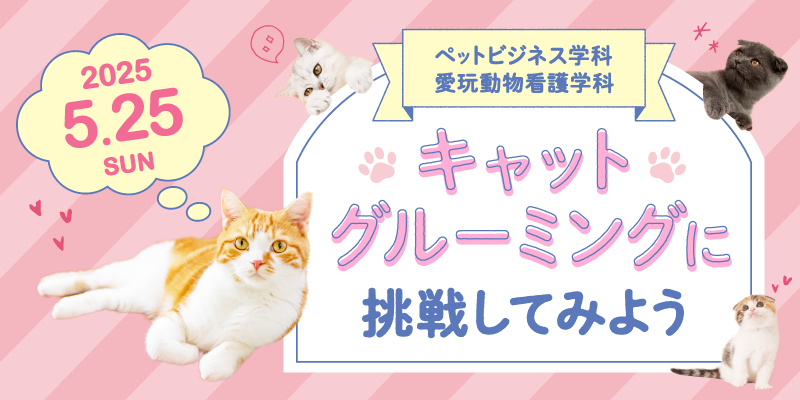 キャットグルーミングに挑戦してみよう