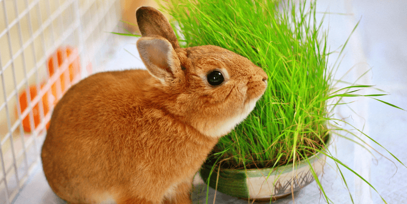 小動物の飼い方を学ぼう（ウサギ編）