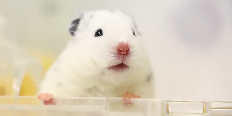 小動物飼育をしてみよう!
