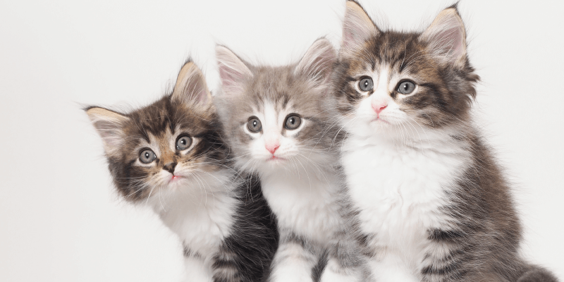 \猫のプロだけが知ってる/猫のヒミツを知ろう!