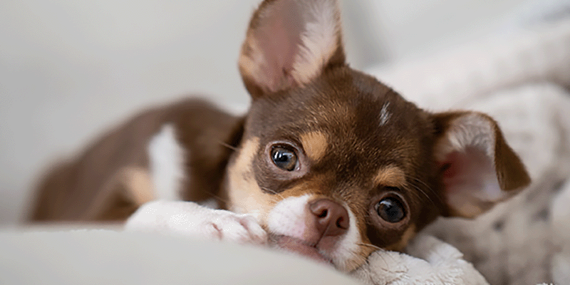 犬がしゃべる!?犬のきもちを読み取ろう！