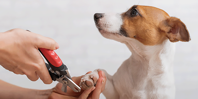 本物の道具で！わんちゃんのお手入れ体験 