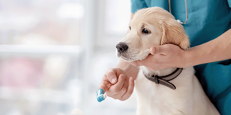 ドッグデンタルケア＆小動物もふもふ体験♡