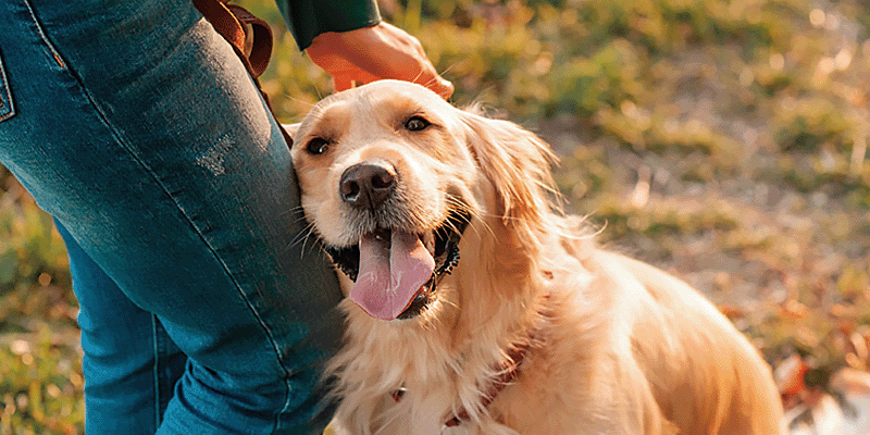 わんちゃんに技を教えてみよう！