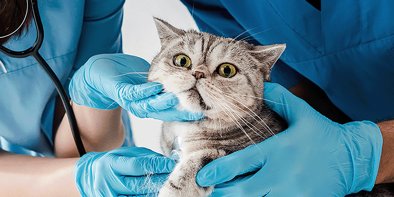 プロに学ぶ！猫ちゃんの看護体験