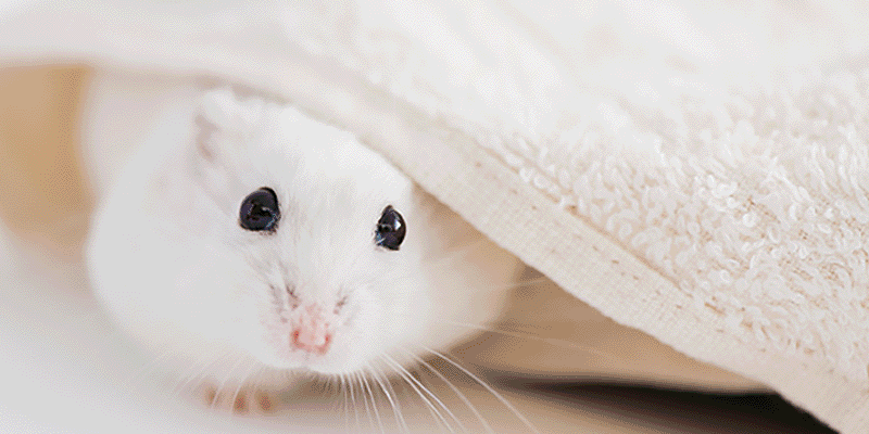 もふもふ小動物ふれあい体験♡ 