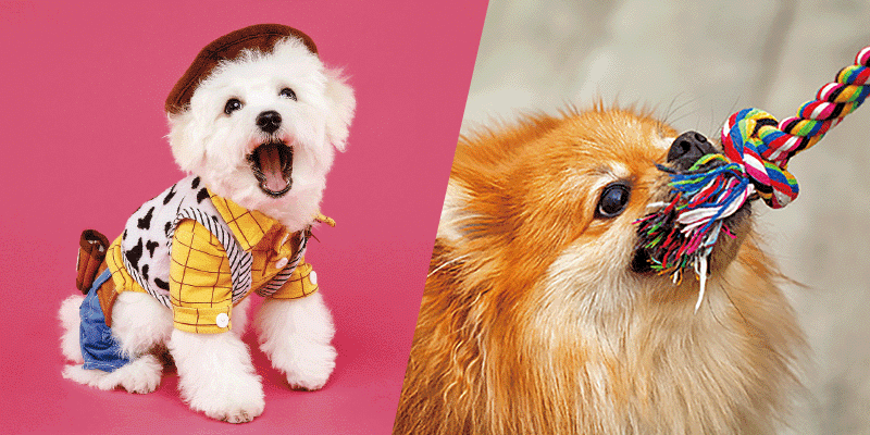 わんわん大サーカス+困った行動どう直す？ドッグトレーナー体験