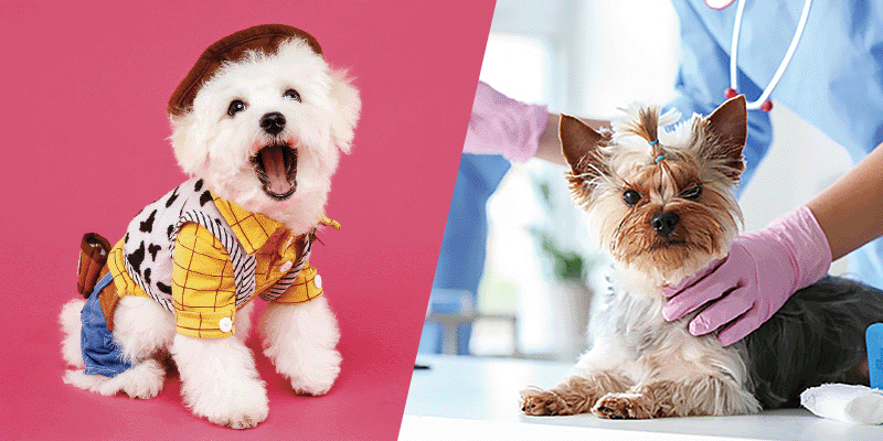 わんわん大サーカス+チーム医療を学ぼう!～手術準備編～