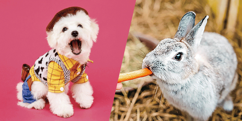 わんわん大サーカス+小動物の栄養学＆おやつ作り体験