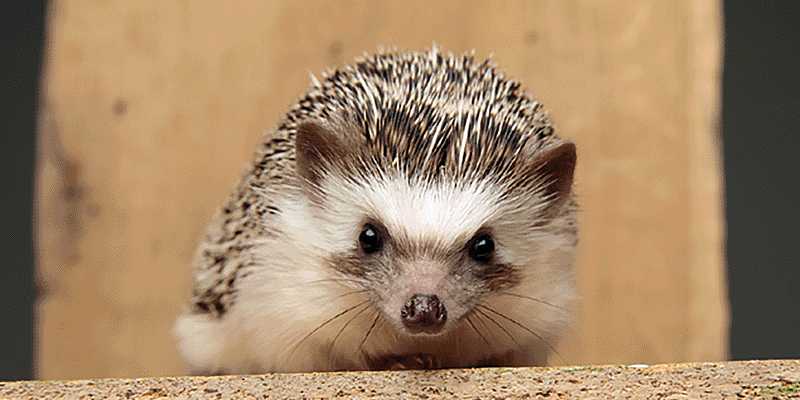 スタッフ体験！小動物のお世話をしてみよう