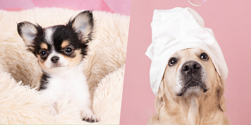 パピィパーティー♡＋わんちゃんのスパ＆エステ講座♡