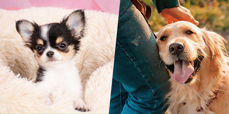 パピィパーティー♡＋わんちゃんに技を教えてみよう！