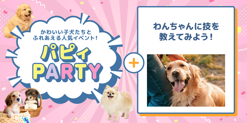 パピィパーティー♡＋わんちゃんに技を教えてみよう！