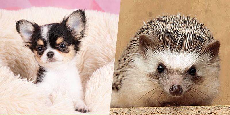 パピィパーティー♡＋スタッフ体験♪小動物のお世話をしてみよう