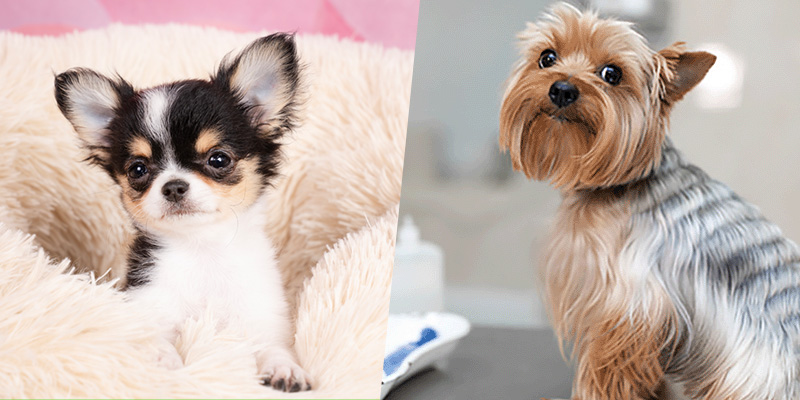 パピィパーティー♡＋わんちゃんの健康チェック体験！