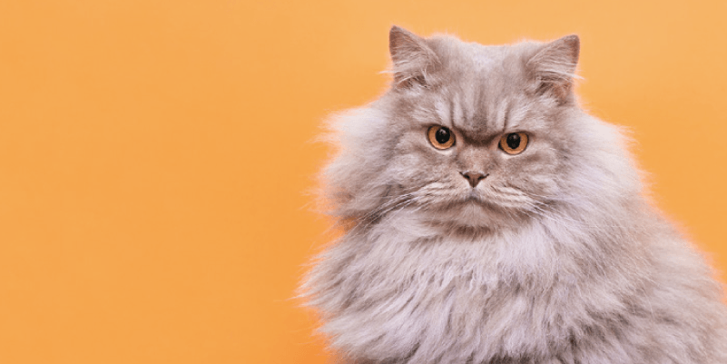 猫ちゃんの お世話を学ぼう