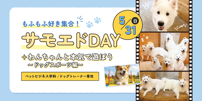 サモエドDAY+わんちゃんと本気で遊ぼう〜ドッグスポーツ編〜