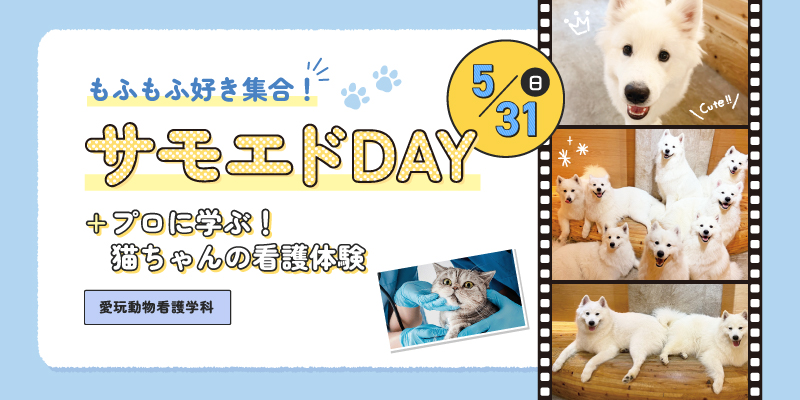 サモエドDAY+プロに学ぶ！猫ちゃんの看護体験