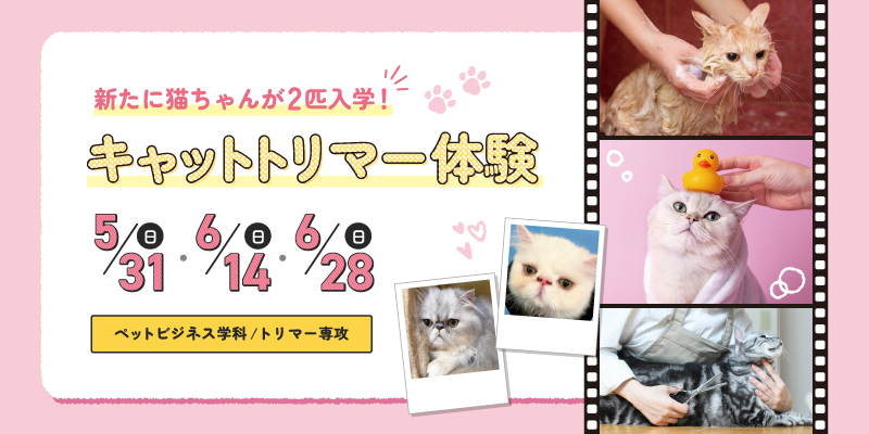 キャットトリマー体験