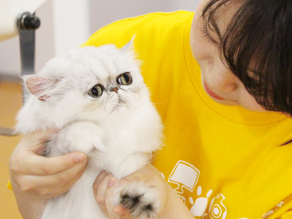 ねこちゃんを初めて扱う人でも大丈夫★ねこちゃんの看護体験!