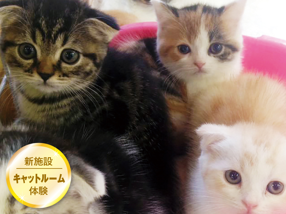 どの猫がスキ♥?~猫の種類を知ろう~