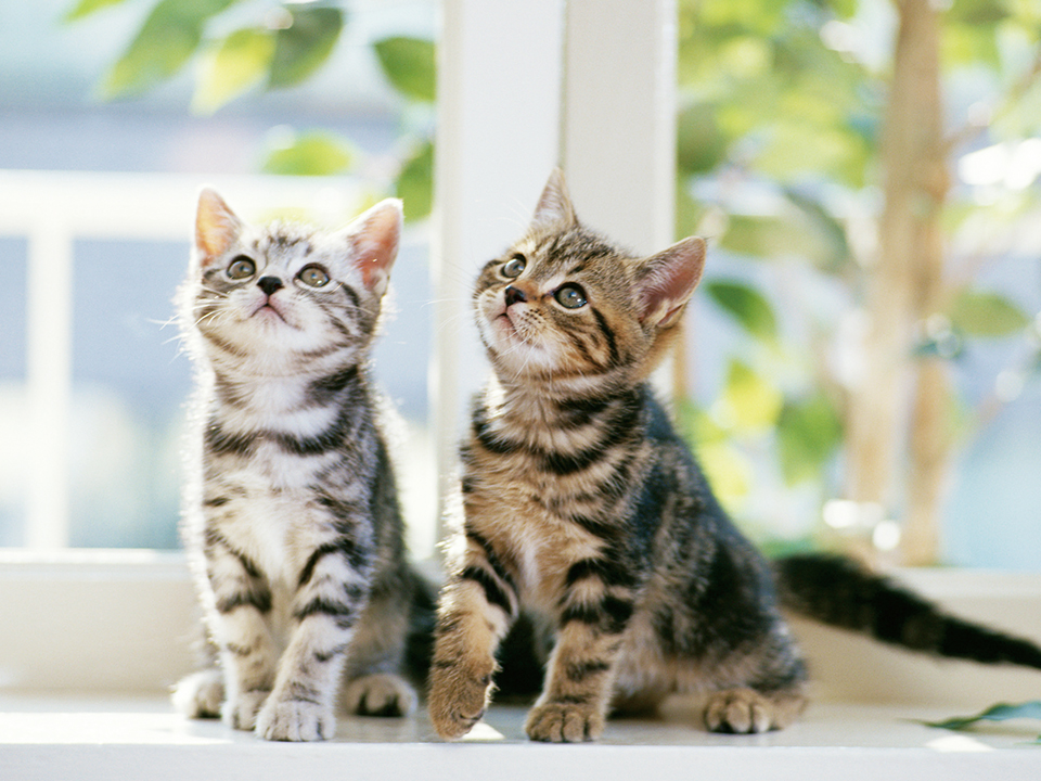 猫のきもち♥