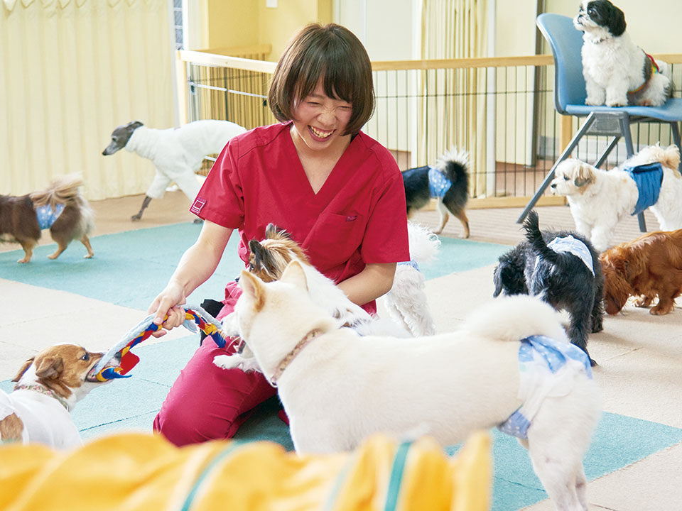 初心者でも大丈夫!現役ドッグトレーナーに教わるわんちゃんのしつけ方