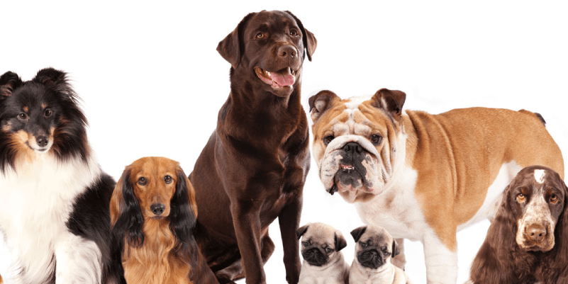 知ればもっと好きになる♡ 犬種学入門