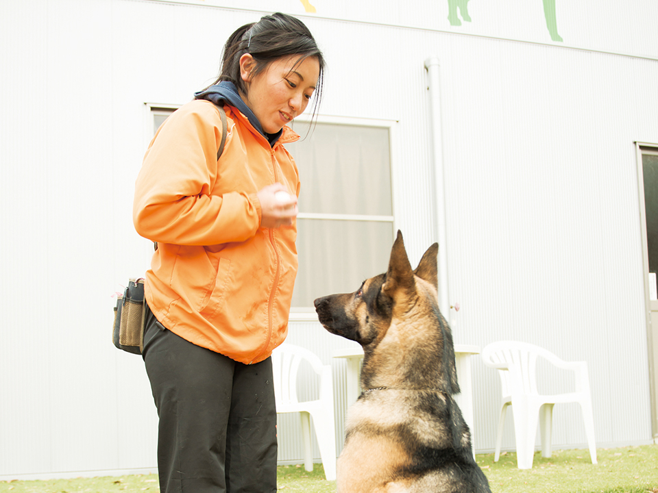 大型犬のトレーニング