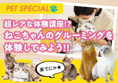 【ペットスペシャル体験★】猫ちゃんのグルーミング体験！【ビジカレ初！】