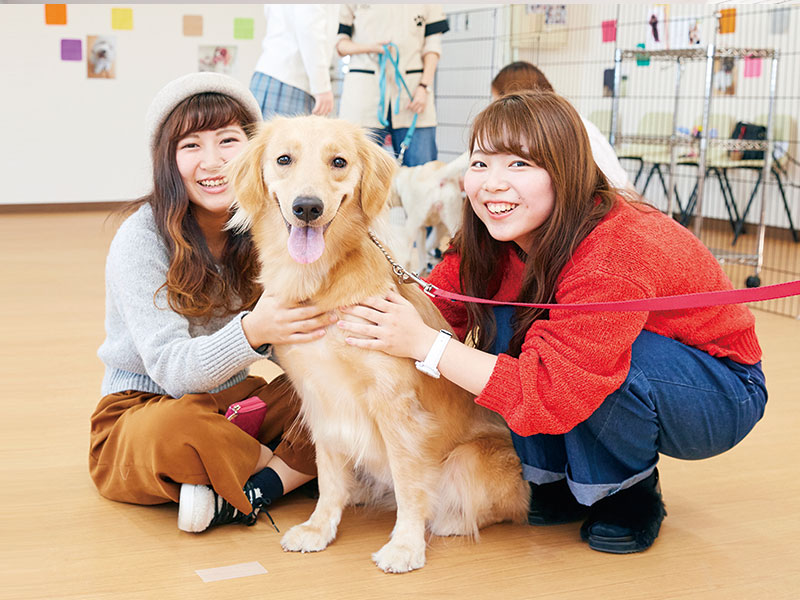 【特別イベント★】ビジカレワンコとめいっぱいふれあおう!【トリマー・動物看護・ペットショップ分野】
