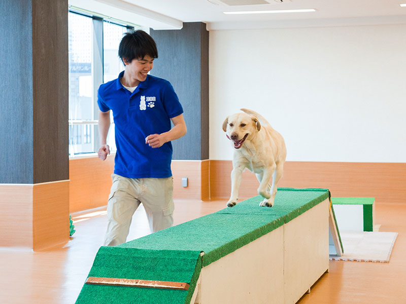 はじめてでも大丈夫！ドッグトレーナーのおシゴト体験