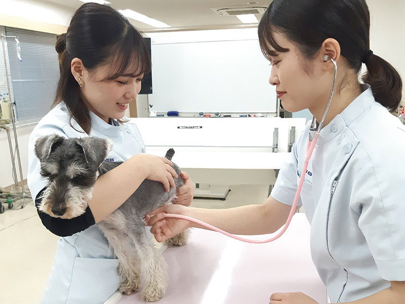 はじめてでも大丈夫!動物看護師のおシゴト体験