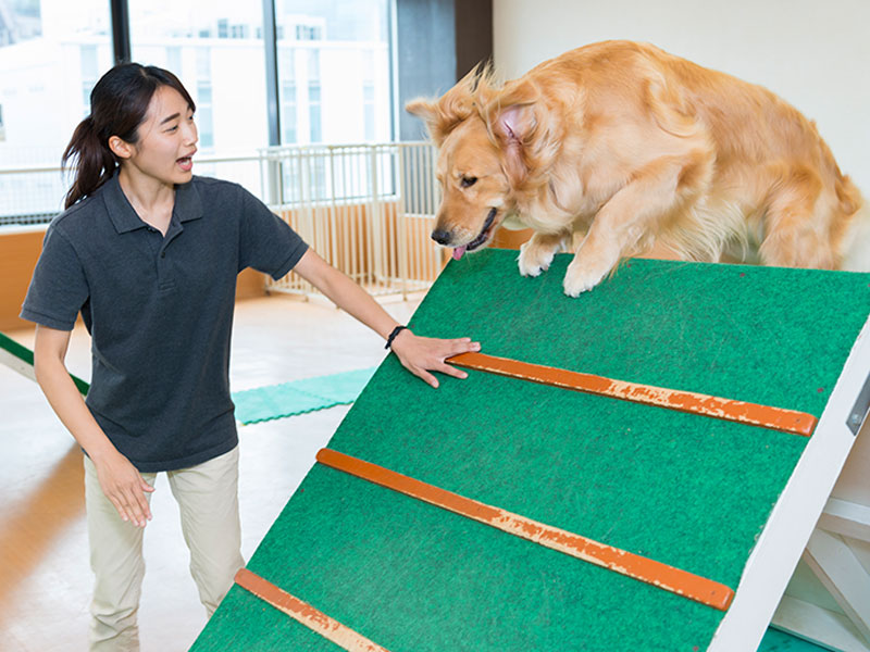 大型犬のトレーニング体験