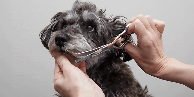 ハサミやバリカンで！カット体験