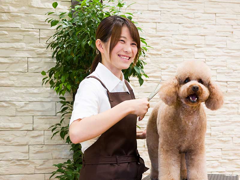 業界で活躍する卒業生による特別講座!~未来の自分のイメージしよう~現役人気 トリマーに学ぶ!