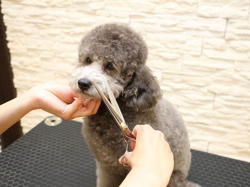 かわいいワンちゃんをさらにかわいく♪ プロから学ぶふわ☆もこカット