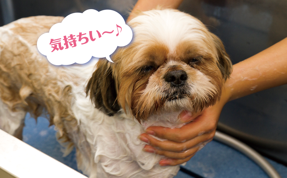 ワンちゃんもうっとり!シャンプーのコツ~トリマー体験~