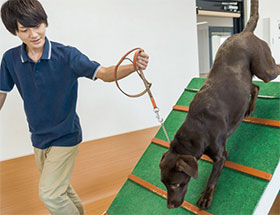 トレーナー体験★大型犬とアジリティスポーツに挑戦!