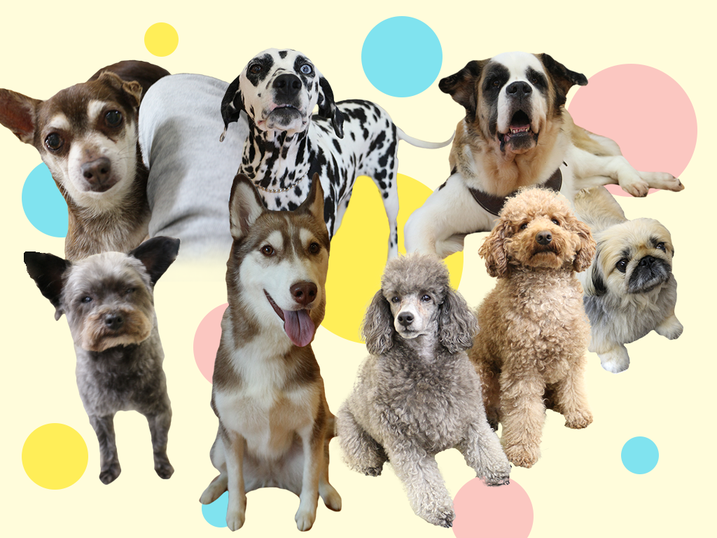 レアな犬種にたくさん出会える!世界のワンちゃん大集合!!
