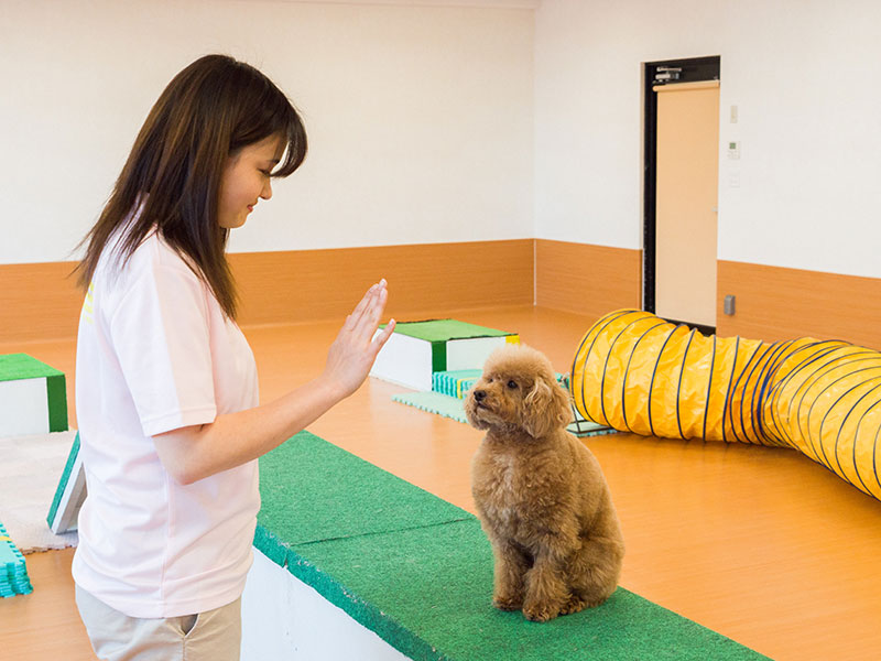 小型犬のトレーニング体験