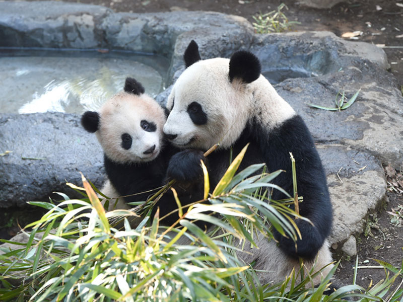 メモリアルチャレンジ 写真&動画を撮りに行こう!in上野動物園