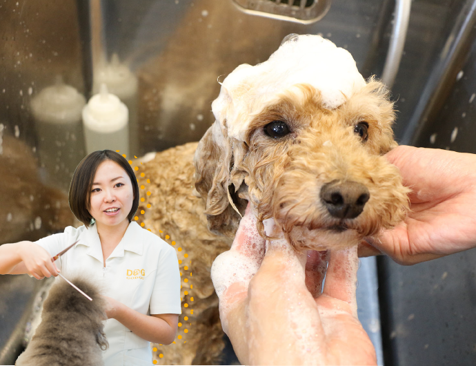 ワンちゃんもうっとり!シャンプーのコツ〜トリマー体験〜