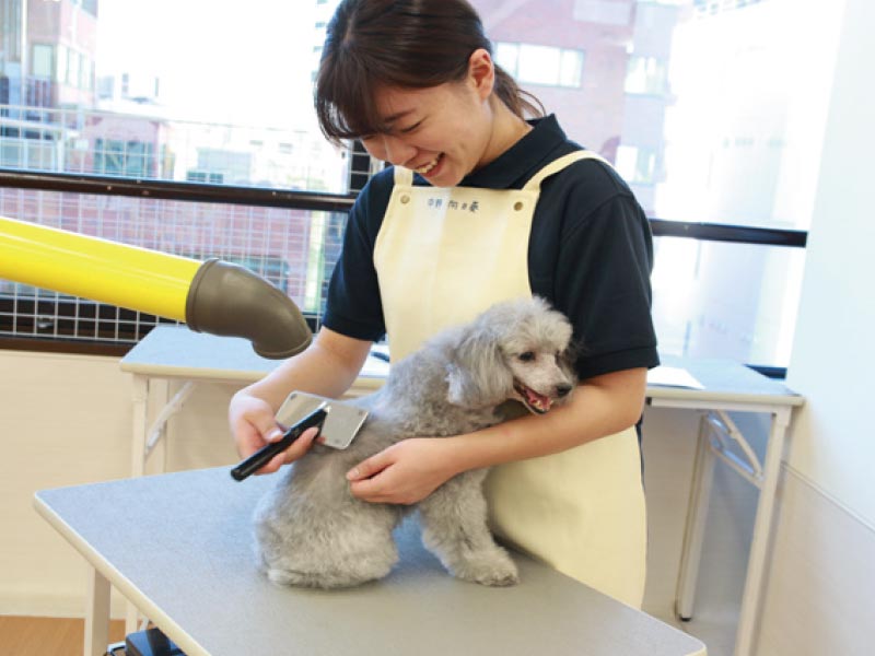 あこがれのトリマーになれる!ワンちゃんブラッシング体験